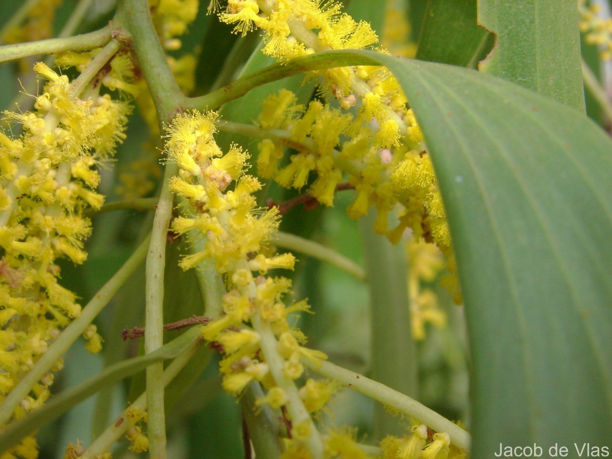 Acacia auriculiformis A.Cunn. ex Benth.